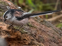 Stjärtmes (Aegithalos caudatus) Long-tailed Tit