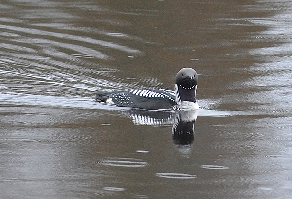 Storlom (Gavia arctica) Black-throated Loon