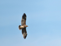 Större skrikörn (Aquila clanga) Greater Spotted Eagle