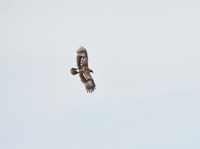 Större skrikörn (Aquila clanga) Greater Spotted Eagle
