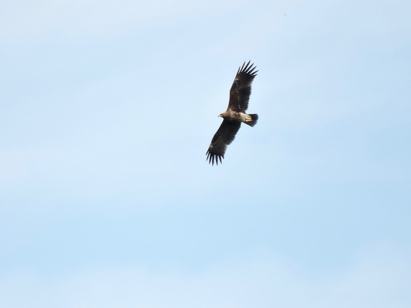 Större skrikörn (Aquila clanga) Greater Spotted Eagle  