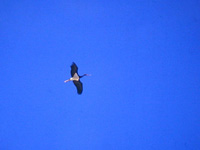 Svart stork (Ciconia nigra) Black Stork 