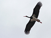 Svart stork (Ciconia nigra) Black Stork 