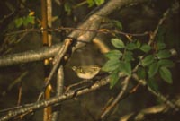 Tajgasångare (Phylloscopus inornatus) Yellow-browed Warbler