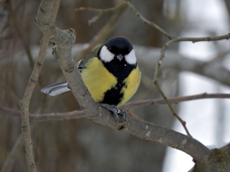 Talgoxe (Parus major) Great Tit  