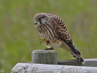 Tornfalk (Falco tinnunculus) Common Kestrel
