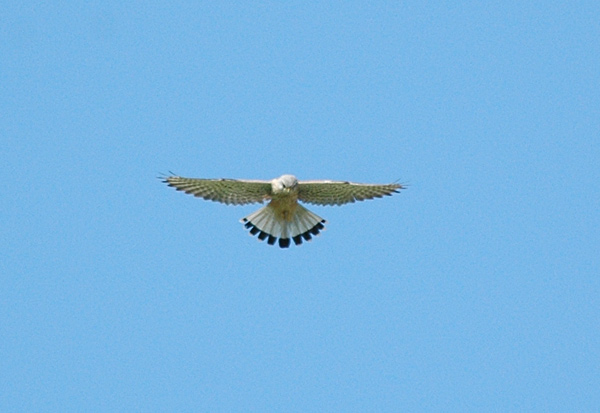 Tornfalk (Falco tinnunculus) Common Kestrel
