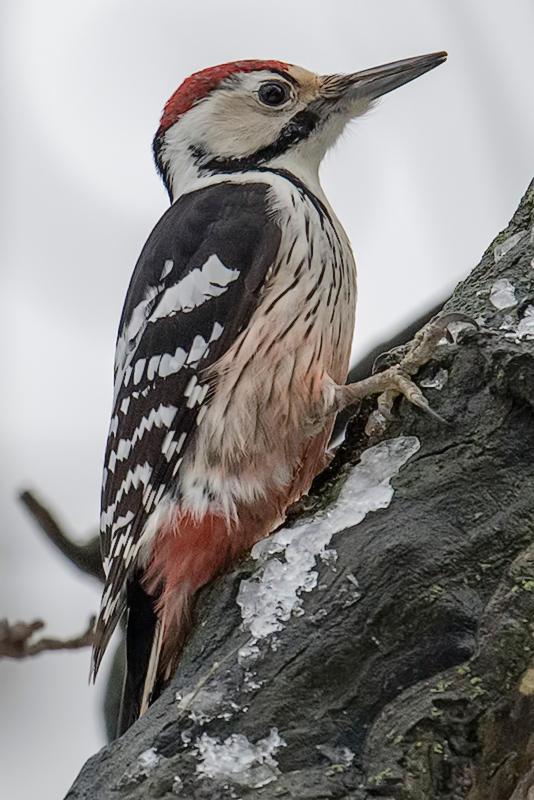 Vitryggig hackspett (Dendrocopos leucotos) White-backed Woodpecker 