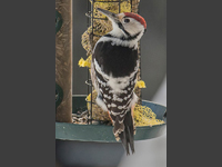 Vitryggig hackspett (Dendrocopos leucotos) White-backed Woodpecker