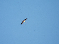 Vit stork (Ciconia ciconia) White Stork 