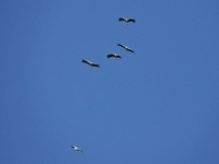 Vit stork (Ciconia ciconia) White Stork 