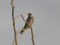 Aftonfalk (Falco vespertinus) Red-footed Falcon