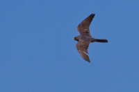 Aftonfalk (Falco vespertinus) Red-footed Falcon