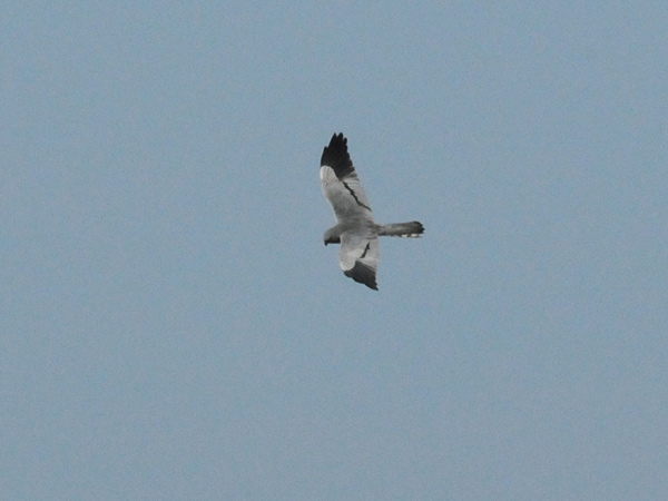 Ängshök (Circus pygargus) Montagu's Harrier Tornfalk (Falco tinnunculus) Common Kestrel