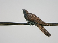 Gök (Cuculus canorus) Common Cuckoo