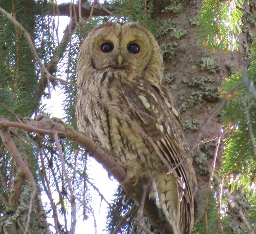 Kattuggla (Strix aluco) Tawny Owl