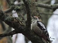 Mellanspett (Dendrocopos medius) Middle Spotted Woodpecker