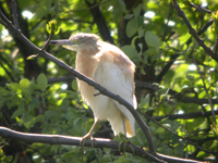 Rallhäger (Ardeola ralloides) Squacco Heron