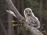 Slaguggla (Strix uralensis) Ural Owl 