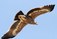 Stäppörn (Aquila nipalensis) Steppe Eagle