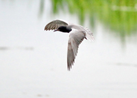 Svarttärna (Chlidonias niger) Black Tern