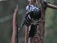 Vitryggig hackspett (Dendrocopos leucotos) White-backed Woodpecker
