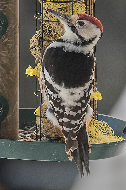 Vitryggig hackspett (Dendrocopos leucotos) White-backed Woodpecker 
